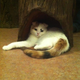 Illustration for article titled Cat Cafes Dont Get Much Cuter Than This
